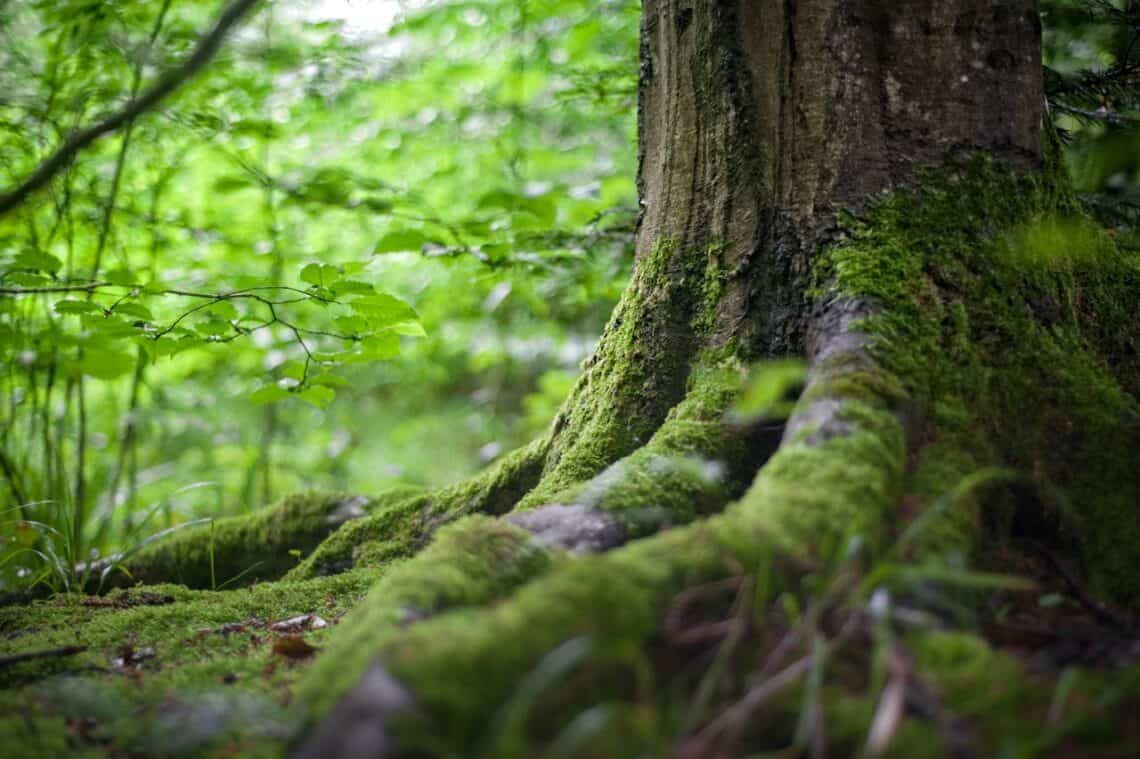 Photo by mali maeder: https://www.pexels.com/photo/green-tree-near-green-plants-142497/