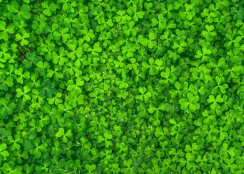 Photo by Pixabay: https://www.pexels.com/photo/top-view-photo-of-clover-leaves-158780/