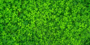 Photo by Pixabay: https://www.pexels.com/photo/top-view-photo-of-clover-leaves-158780/