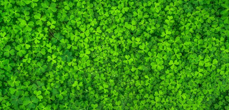 Photo by Pixabay: https://www.pexels.com/photo/top-view-photo-of-clover-leaves-158780/