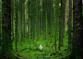 Photo by Luis del Río: https://www.pexels.com/photo/person-walking-between-green-forest-trees-15286/