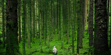 Photo by Luis del Río: https://www.pexels.com/photo/person-walking-between-green-forest-trees-15286/