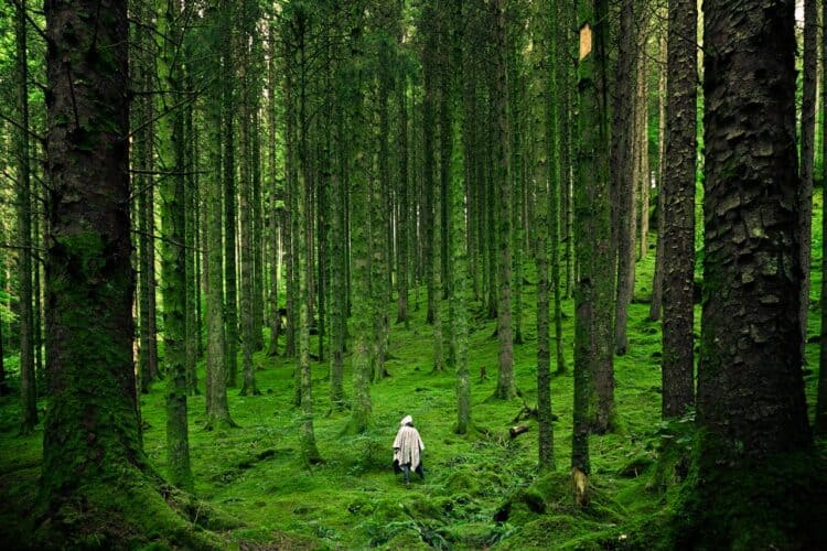 Photo by Luis del Río: https://www.pexels.com/photo/person-walking-between-green-forest-trees-15286/