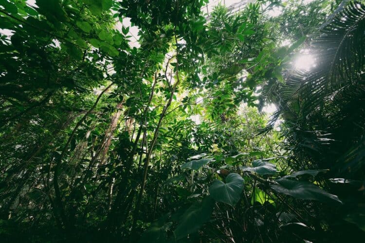 Photo by Egor Komarov: https://www.pexels.com/photo/a-low-angle-shot-of-green-fresh-trees-11692285/