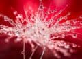 Photo by Mario Jr Nicorelli : https://www.pexels.com/photo/stunning-macro-water-droplet-on-dandelion-32768076/