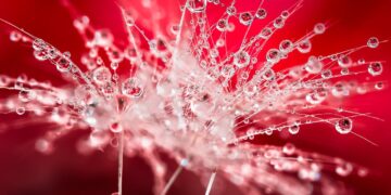 Photo by Mario Jr Nicorelli : https://www.pexels.com/photo/stunning-macro-water-droplet-on-dandelion-32768076/