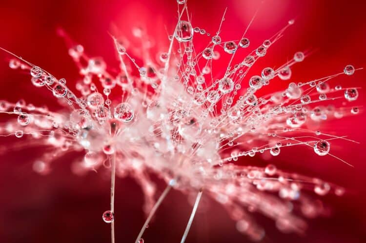 Photo by Mario Jr Nicorelli : https://www.pexels.com/photo/stunning-macro-water-droplet-on-dandelion-32768076/