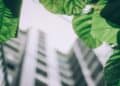 Photo by Arun Thomas: https://www.pexels.com/photo/shallow-focus-photo-of-leaves-1143530/